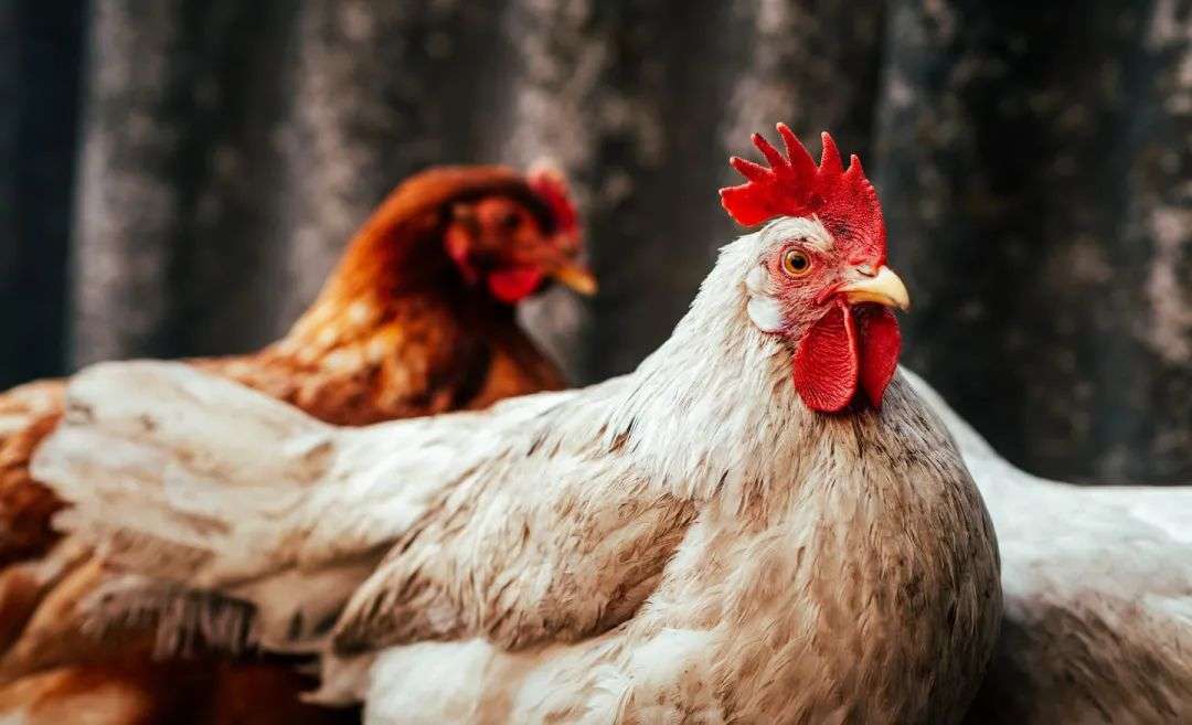 Egg collection has been linked to vague employment legislation. Photo / 123rf.com