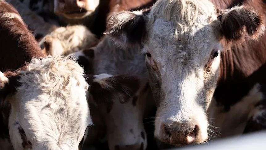 Red and white cattle