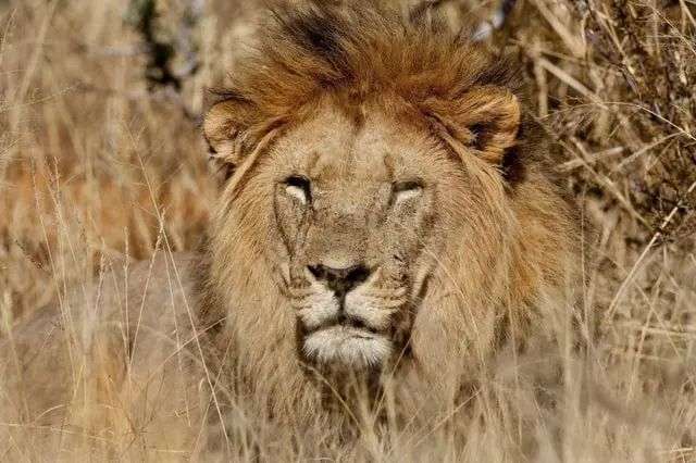 Who was Bernd Kebbel? All about philanthropist killed by Lion while on safari with wife