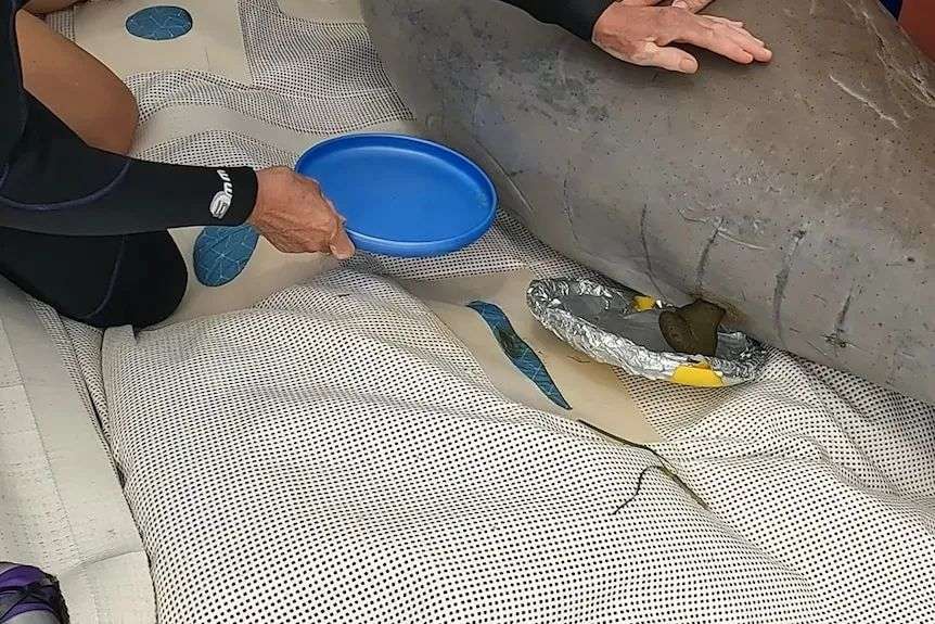 stool is coming out of a dugongs anus onto an alfoil plate