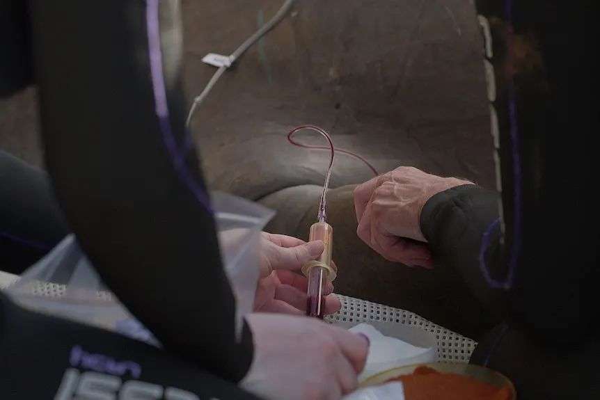 Close up of blood being taken from dugong.