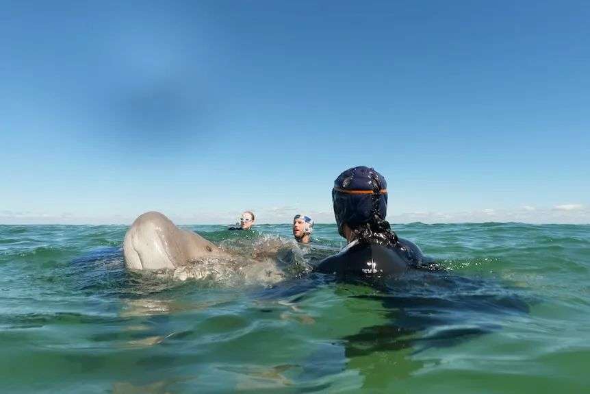 Dugong with head above water held by man wearing rugby helmet.