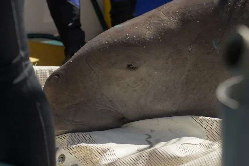 Close-up images of dugong face out of water on a boat deck, human legs around it.