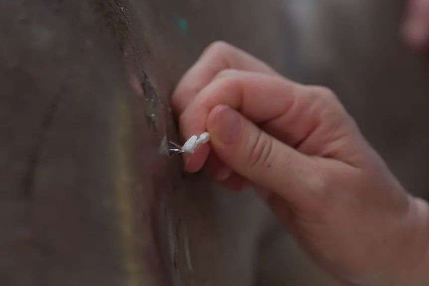 Close-up of a dugong eye and person's hand taking a sample with small tool of their tears.