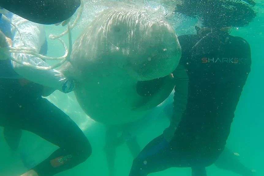 Underwater shot of researchers holding dugong.