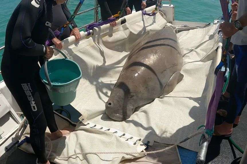 Dugong out of water in large white sling, people in wetsuits stand near and one holds a bucket.
