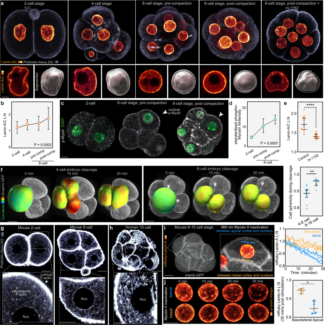 The nuclear lamina couples mechanical forces to cell fate in the preimplantation embryo via actin organization | Nature Communications
