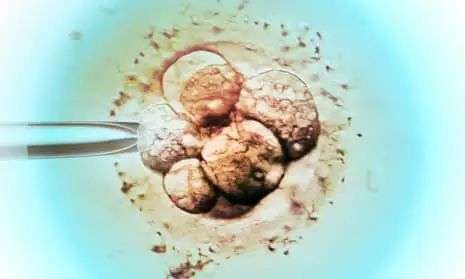 What is genomic prediction and can embryos really be 'screened for IQ'? | Genetics | The Guardian