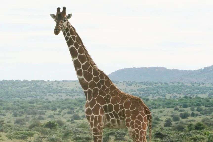 A retriculated giraffe