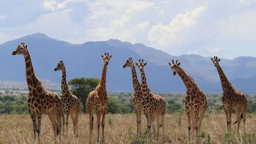 A group of Giraffes line up on brown grass