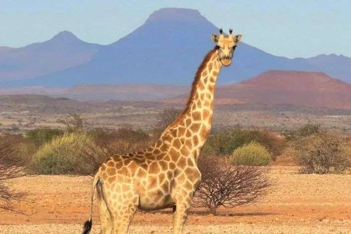 Southern giraffe
