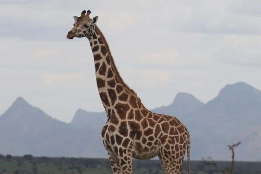A Northern giraffe