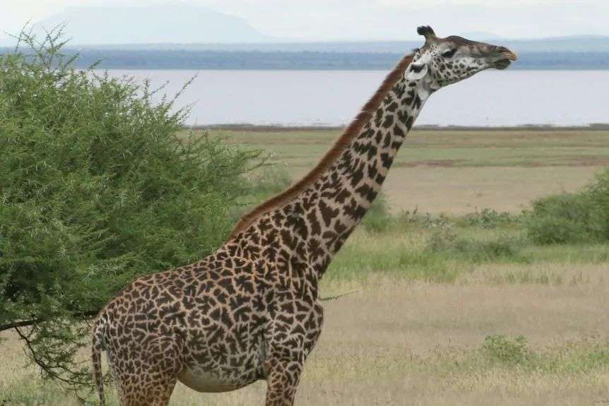 A Masai giraffe