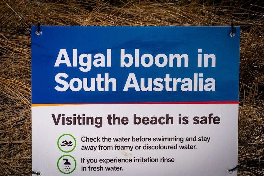 A sign that reads 'algal bloom in South Australia' and 'visiting the beach is safe'