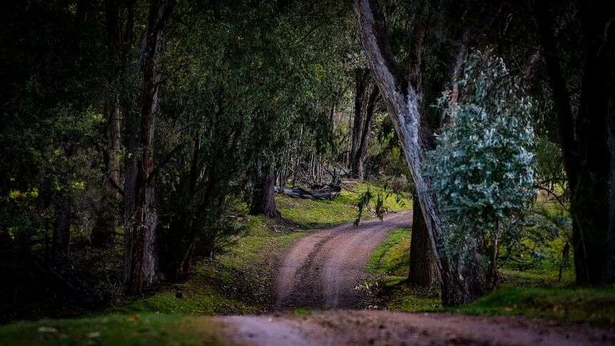 A dirt path cutting through a forest
