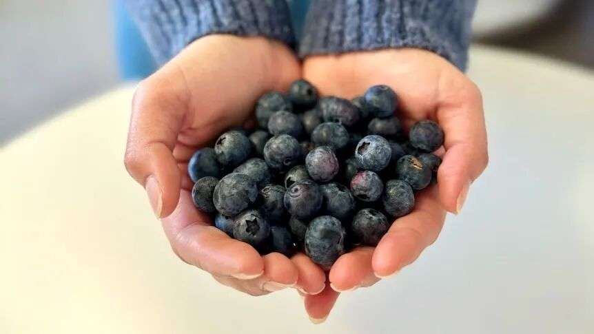 a closeup of blueberries
