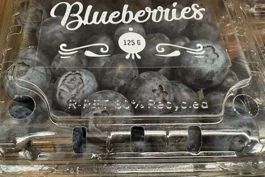 Blackberries in a punnet.