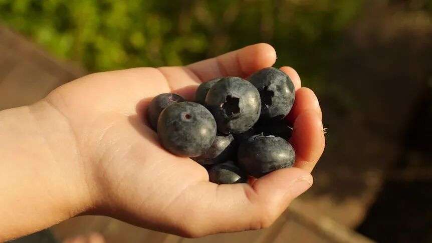 A small hand holding a handful of blueberries