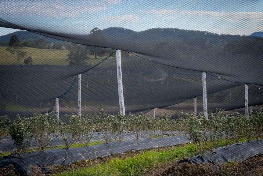 A close-up of netting stretched over crops, with hills visible in the background under a cloudy sky.