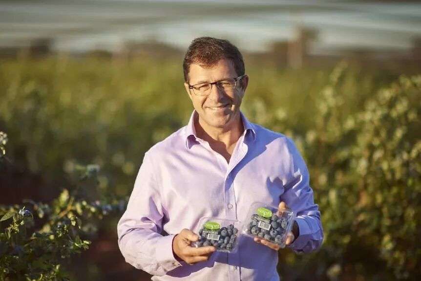 a man holds blueberries in an orchard