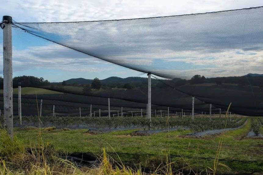 A close-up of netting stretched over crops, with hills visible in the background under a cloudy sky.