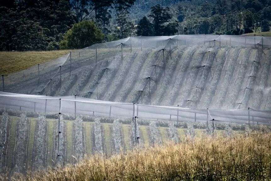 A wide shot of a farm on a hillside, with rows of crops covered by white netting behind a lake.