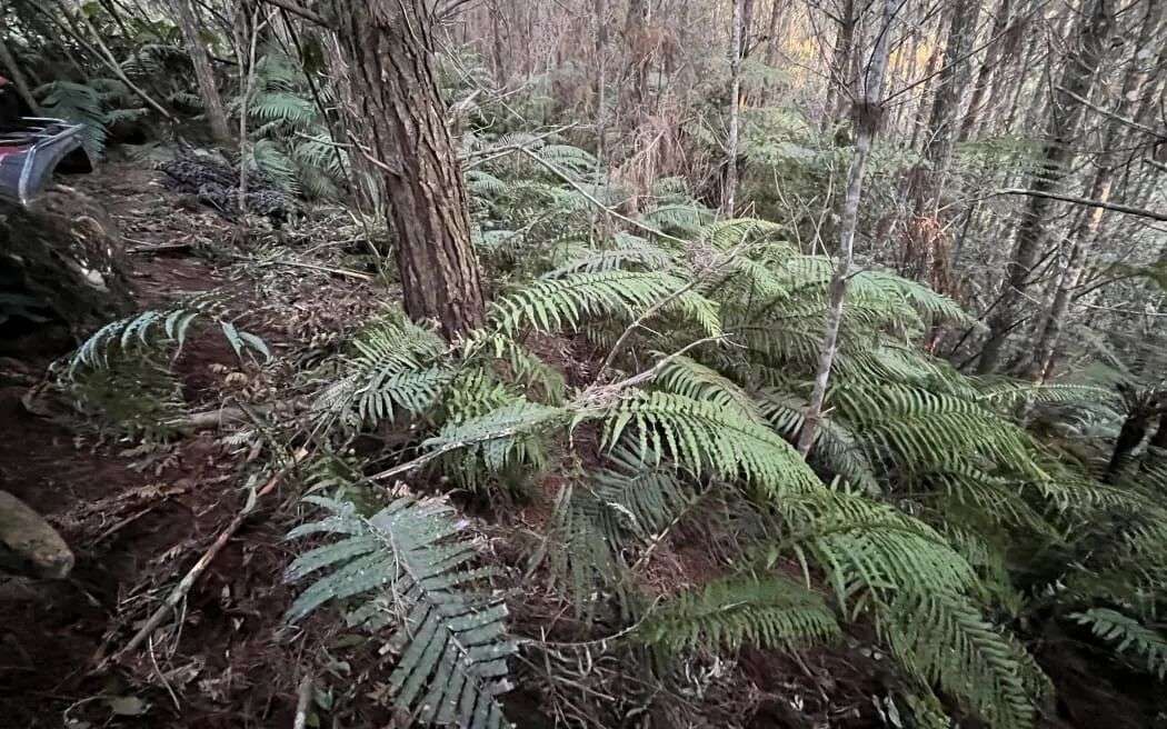 The campsite where Phillips and children were hiding.