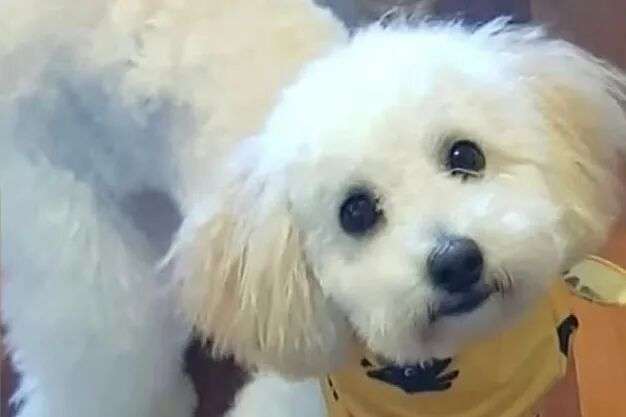 picture of small white poodle dog