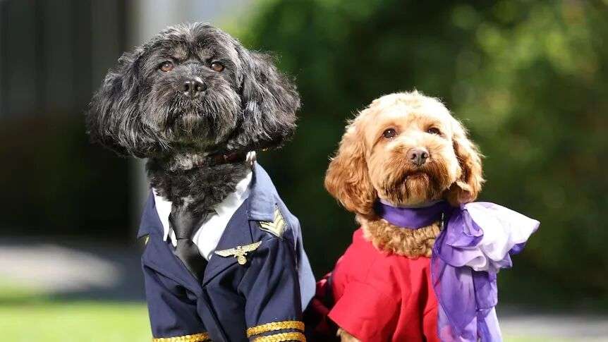 Two cavoodles wearing a pilot and air hostess costume
