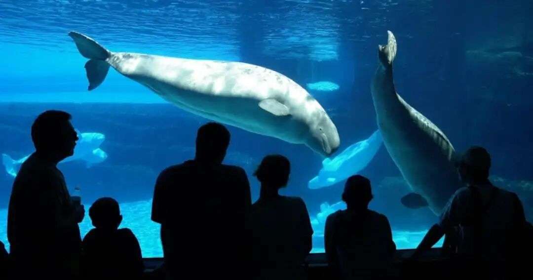 No major issues found in inspection, says Marineland