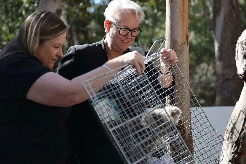 nsw nvironment minister Penny Sharpe with a willife carer hold a cage about to release a koala into bushland