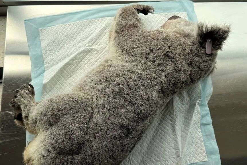 Koala on a medical pad on a stainless steel table