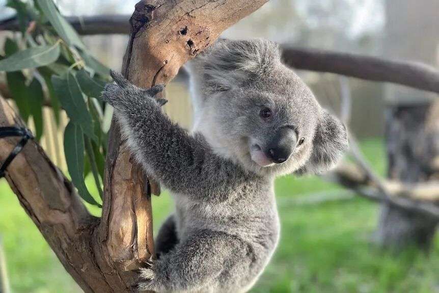 a koala called gage holds onto a tree
