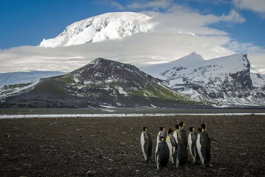 Flock of penguins, behind them snow covered mountain, clouds in the sky, barren land.