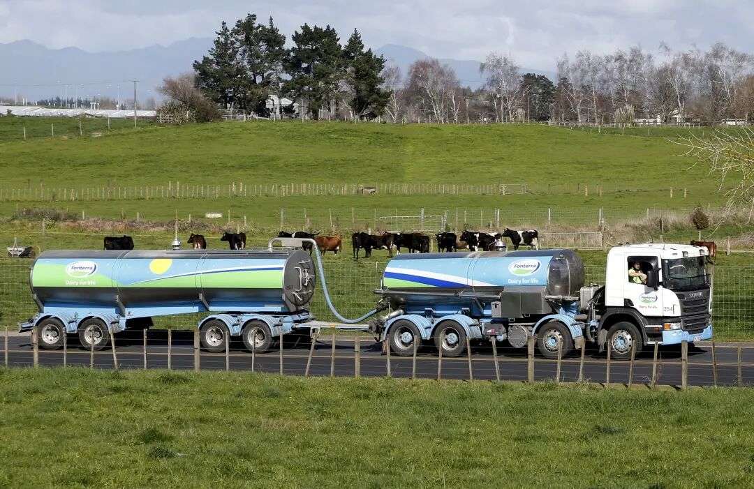 File picture of a Fonterra milk tanker driving past dairy cows as it arrives at Fonterra's Te Rapa plant near Hamilton, New Zealand
