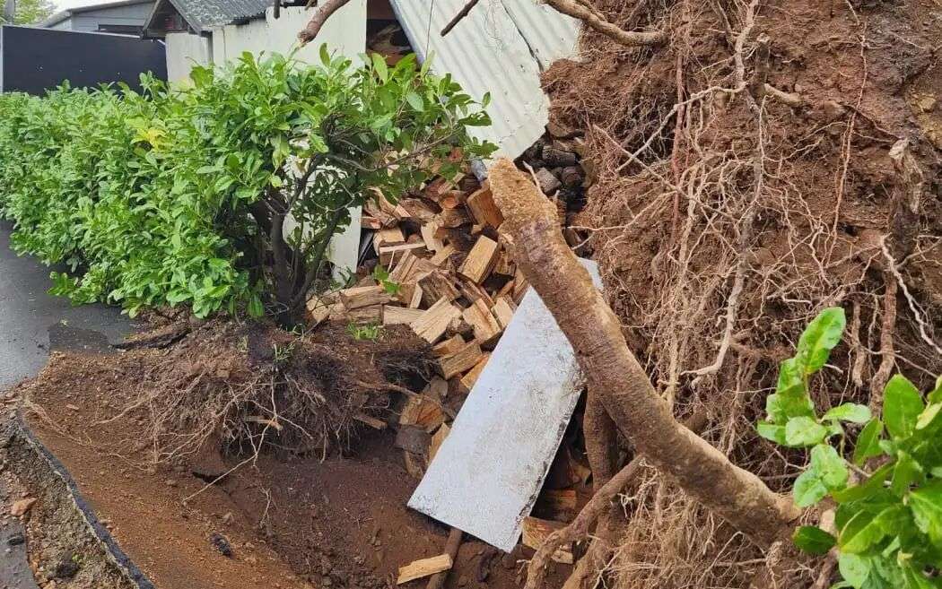 Tree roots exposed after the tree fell on shed at house in Carterton. Credit: RNZ/Sally Round