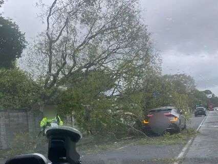 A tree that has fallen on a car in Fergusson Dr in Upper Hutt.