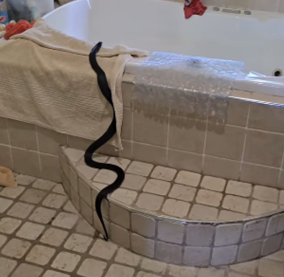 澳洲蛇类活动进入高峰期,捕蛇专家警告居民谨防人宠遇袭(组图) - 3