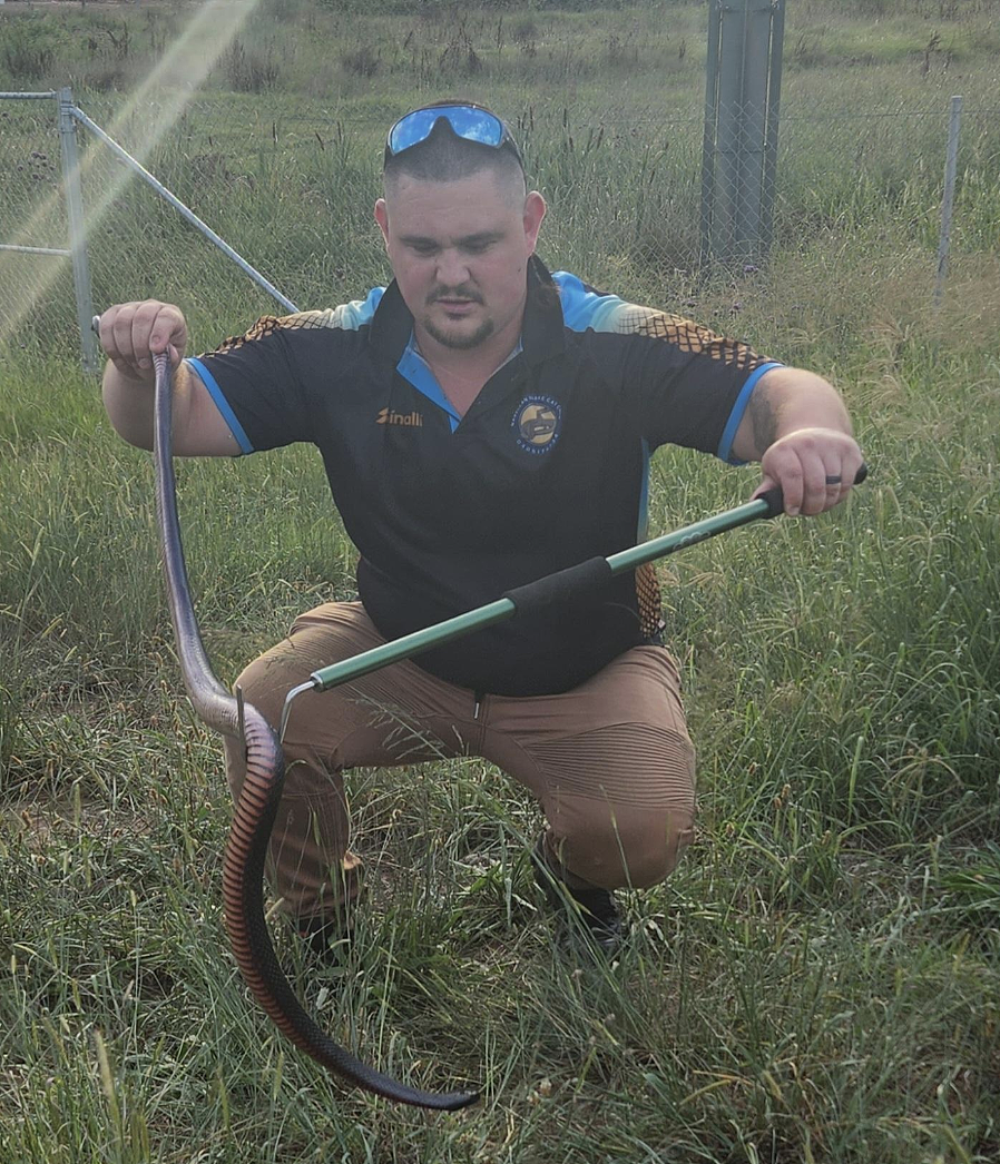 澳洲蛇类活动进入高峰期,捕蛇专家警告居民谨防人宠遇袭(组图) - 2