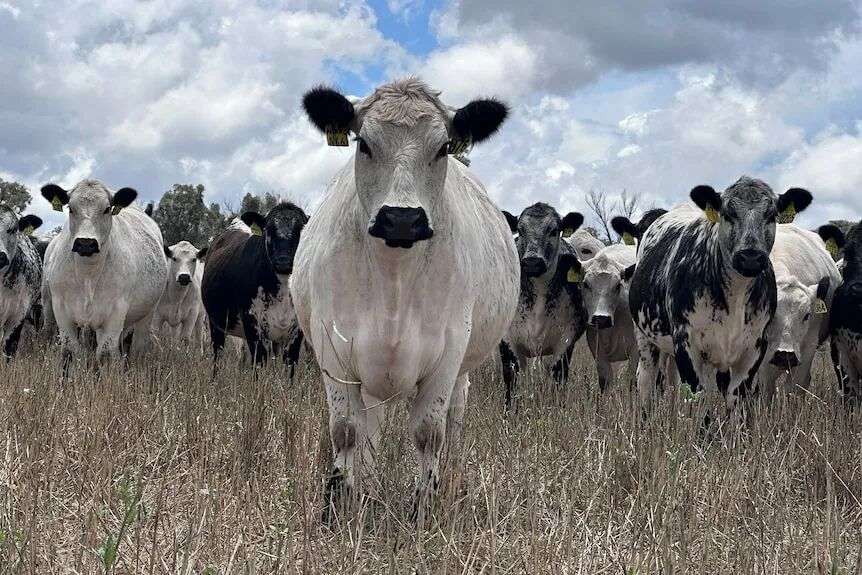 Image of a cow in a field with other cows in the distance.