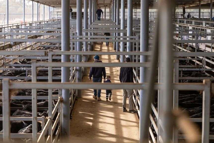 People walking along rows of cattle in pens at the Wodonga livestock saleyards.