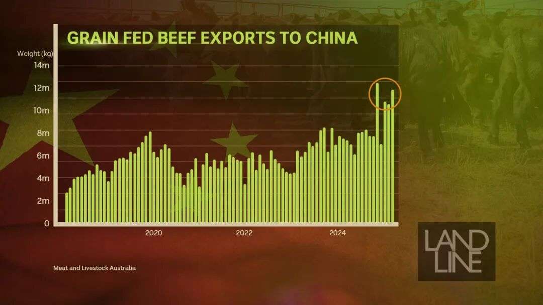 Graph from Landline show grain fed beef exports to China