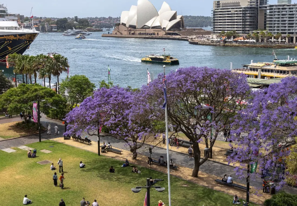 悉尼蓝花楹提前绽放，引大批民众打卡！中国游客树下起舞（组图） - 5