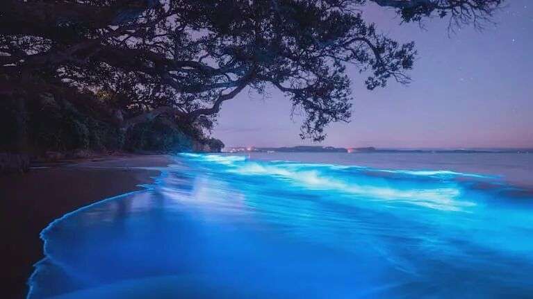 Bioluminescence at Auckland's Stanmore Bay on Friday, 7 November.