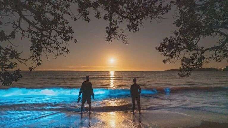 Bioluminescence at Auckland's Stanmore Bay on Friday, 7 November.