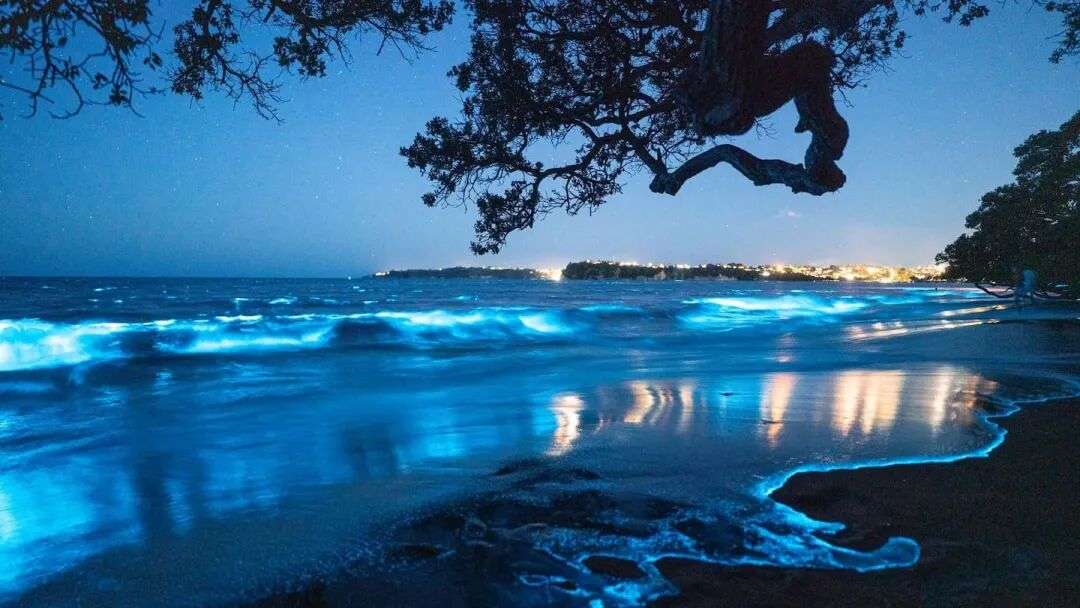 照片/马修·戴维森