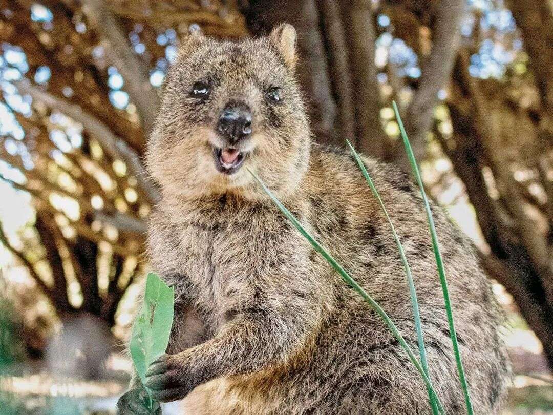 Quokka | National Geographic Kids