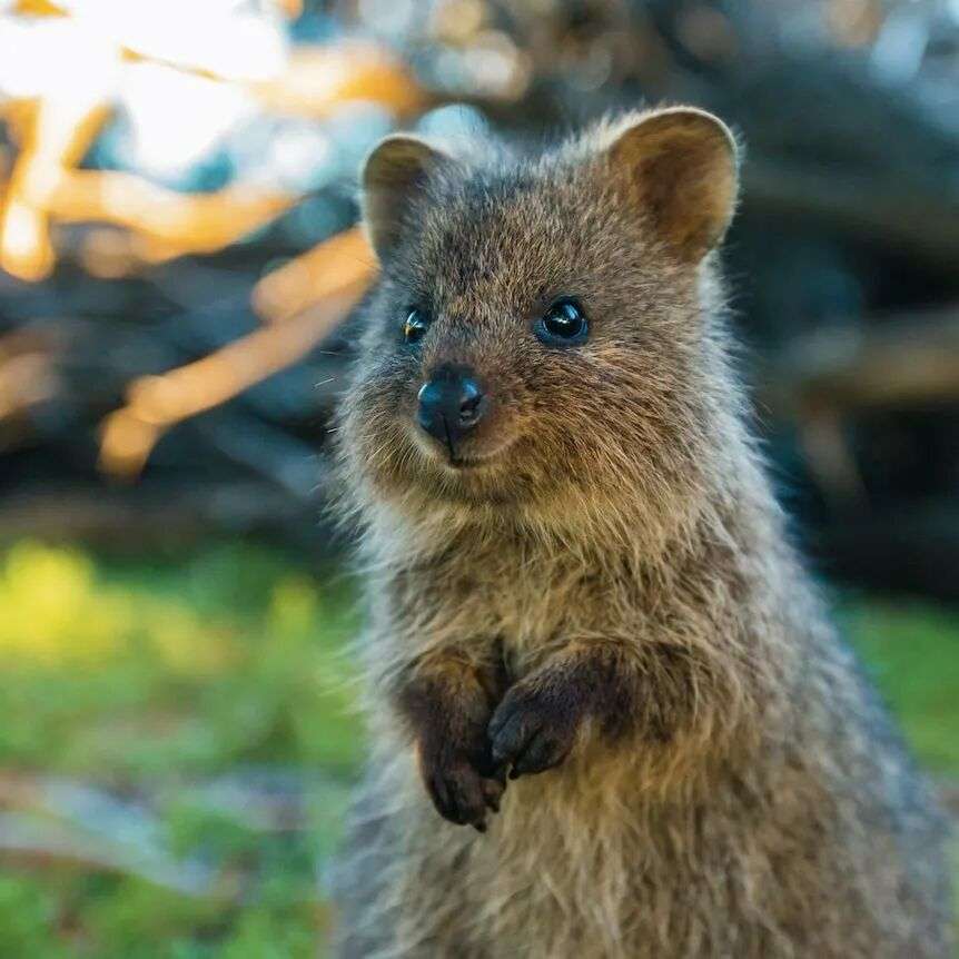 Is the happiest animal on earth okay? - ABC listen