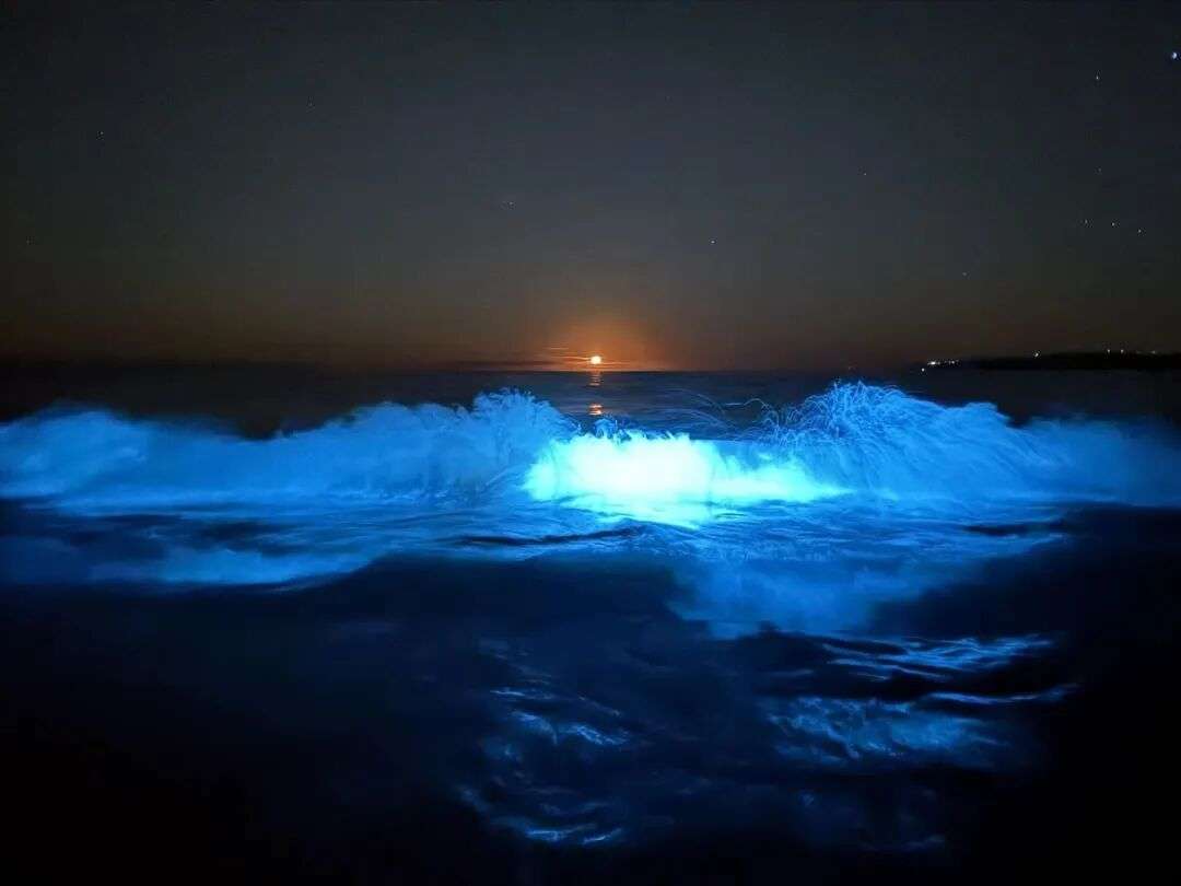 Ashley Gillard-Allen said the bioluminescence display at Stanmore Bay last night was great for locals. Photo / Ashley Gillard-Allen