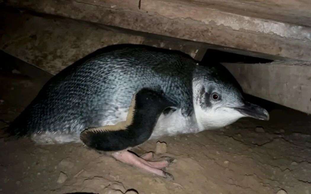 Couple at their wits end from the noise of a multi-generational little blue penguin family who have established themselves under their bedroom